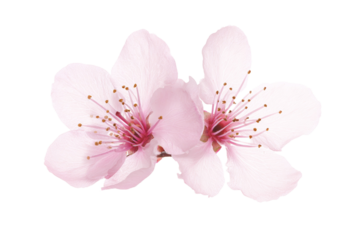 Two pink flowers with white centers