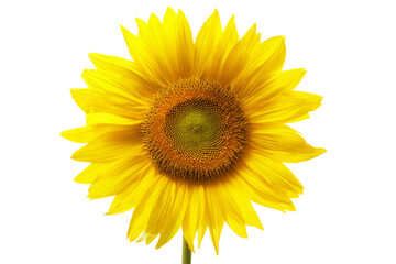 Fototapeta premium A yellow sunflower with a brown center