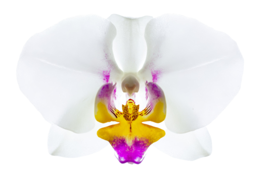 A white and yellow flower with a pink center - Powered by Adobe