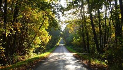 Fototapeta premium Sunny forest road