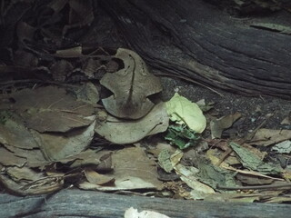 Gaboon Viper