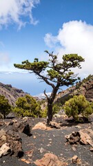 Lone pine tree atop volcanic landscape, overlooking a valley and ocean vista