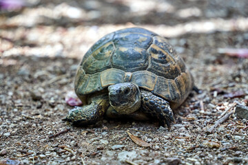 Tortoise on a rocky path on the island of Lesbos