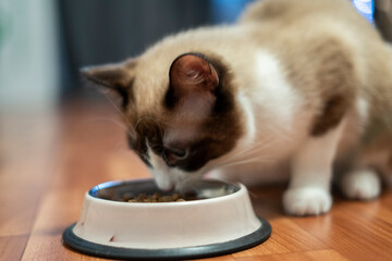 A playful cat approaches its food tray filled with kibble on a smooth wooden floor, enjoying a meal in a warm and inviting indoor space.