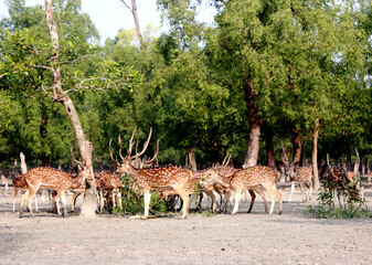 A herd of spotted deer is seen grazing in the Sundarbans forest, Bangladesh, on 4 September 2025.