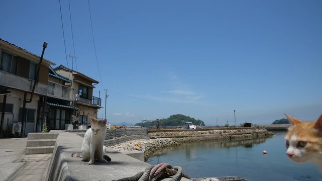 真鍋島の猫 （岡山県笠岡市, 2025年5月）