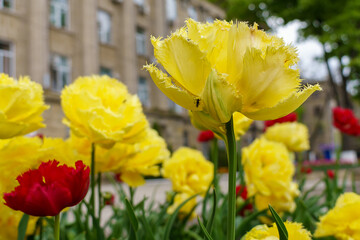 Flowers in a flower bed tulips. Greening the urban environment. Background with selective focus