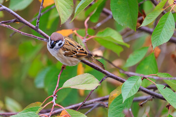 A brown and white bird is perched on a branch of a tree