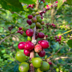Coffee cherries on branch in tropical plantation