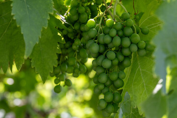 Obraz premium A cluster of the vibrant, lush green color vine of sour green wine seedless grapes growing and hanging on a fruit plant. The grape leaves on the plant are smooth and large in size, with toothed edges.