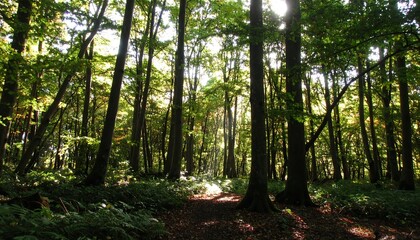 Obraz premium Sunlight filtering through a dense forest (2)