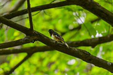 Eastern Towhee at Mirror Lake State Park, near Baraboo, Wisconsin.