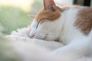 窓辺で眠る可愛い猫　茶トラ白	