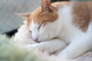 窓辺で眠る可愛い猫　茶トラ白	