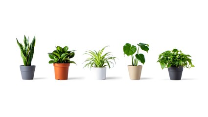 Collection of five potted green houseplants on a white background