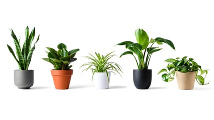 Fototapeta premium Collection of five potted houseplants on a white background