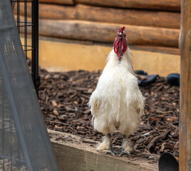 rooster on the farm