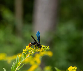 wasp on goldenrod