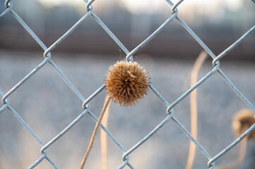 dried sunflower on metal fence