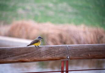 western kingbird on wooden rail