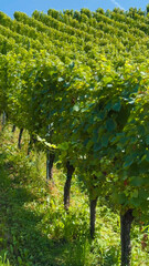 Grapes grow on the vineyard terraces of the Mosel River Valley. Wine region of Germany.