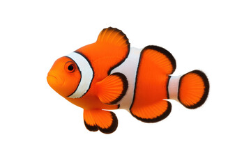 Ocellaris clownfish swimming with transparent background