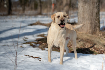 Beautiful and happy looking Labrador dog walking in a snowy forest during spring time