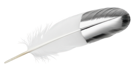 A single white feather with a metallic silver tip and black accents, isolated on transparent background