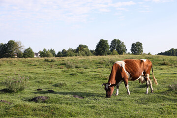 Obraz premium Beautiful cow grazing on green grass in countryside. Space for text