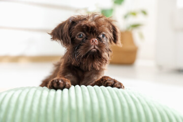 Cute Griffon puppy on pillow at home