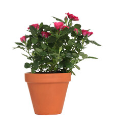 Beautiful potted rose flowers isolated on white