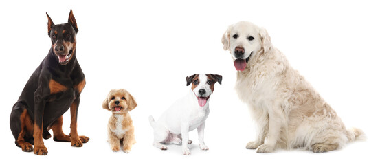 Cute dogs of different breeds isolated on white, collage