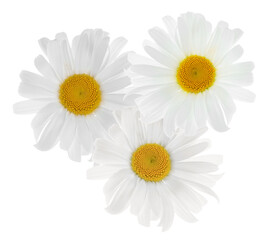Fototapeta premium Beautiful fresh chamomile flowers isolated on white