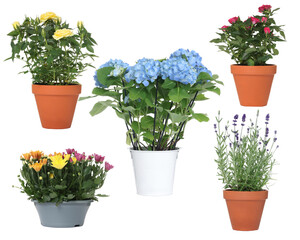 Beautiful potted flowers isolated on white, collage