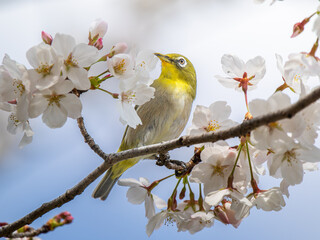 桜とメジロ