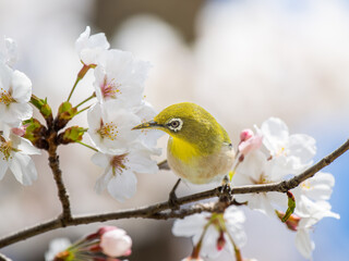 桜とメジロ