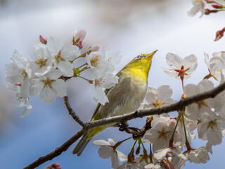桜とメジロ