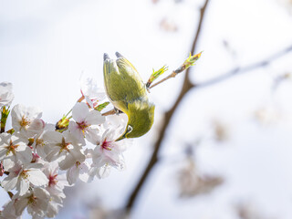 桜とメジロ