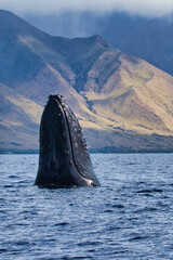 Humpbacl whale playfully spy hopping an unseen whale boat.