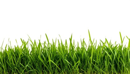Fototapeta premium Lush green grass blades form a horizontal line against a pure white background.