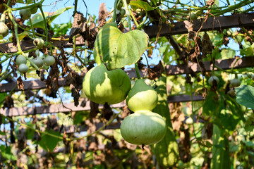 ヒョウタン　Gourd