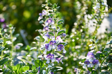 アンゲロニア　Angelonia