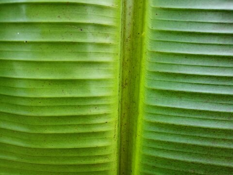 Close-up of a vibrant green banana leaf, showcasing its natural texture and parallel lines.