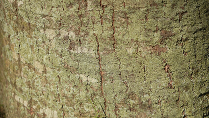 bark of tree