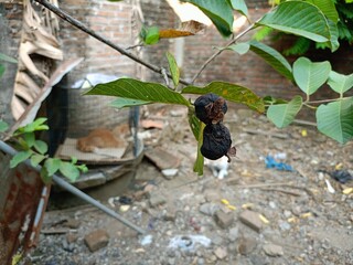 A withered guava fruit hangs on a branch with green leaves, set against a blurred brick wall. Illustrates decay and the cycle of nature.