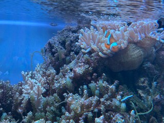 coral reef with fish