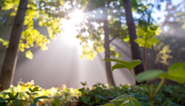 Sunlight filtering through trees and mist. Sunlight beams through leaves - Powered by Adobe