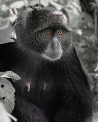 Cute blue Monkey on tree branch typically found in Arusha national park, Tanzania. Desaturated image.