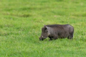 Single Warthog wandering in the middle of lush green landscape in the Arusha National park