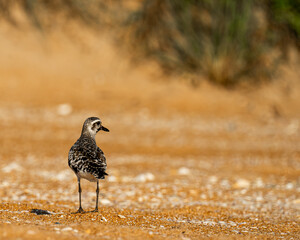 black bellied plover